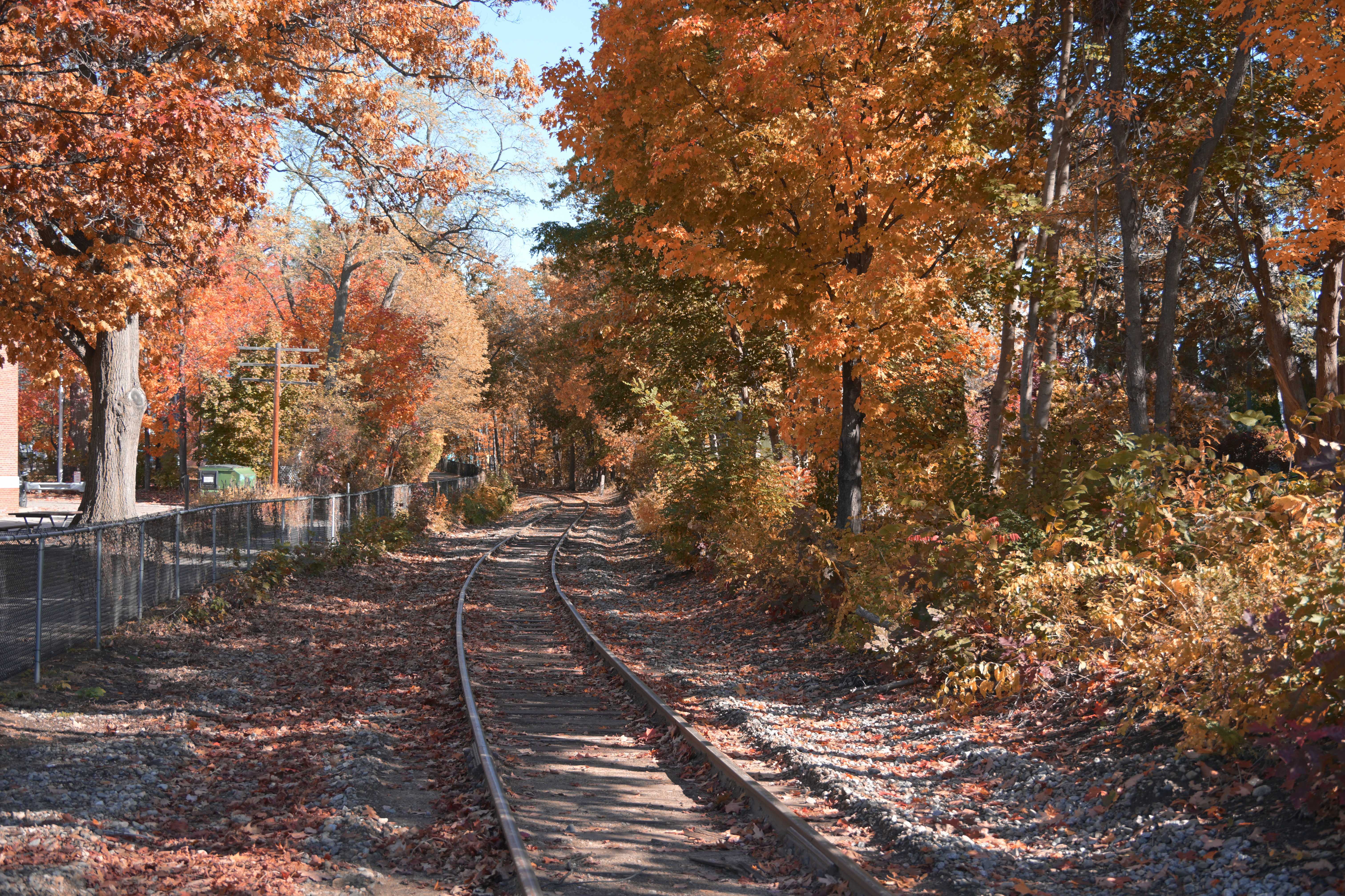 Railroad tracks leading through an autumn golden canopy